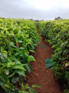 Image of a Path in Kenyan Tea Fields